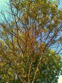 Low angle view of trees