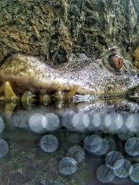 Close-up of turtle in water