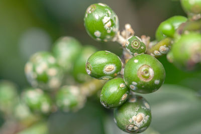 Close-up of berries growing on tree