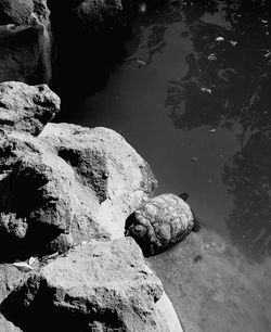 High angle view of turtle on rock in lake