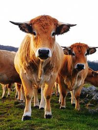 Portrait of cow standing on field