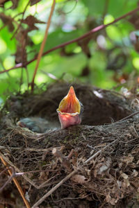 Close-up of bird in nest