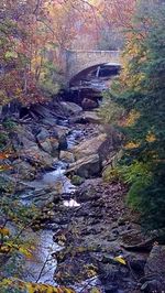 Bridge over river in forest during autumn