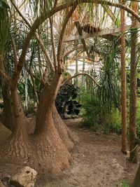 Palm trees in park