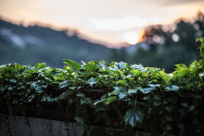 Close-up of plants against sky