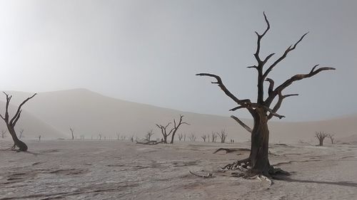 Bare tree on desert against sky