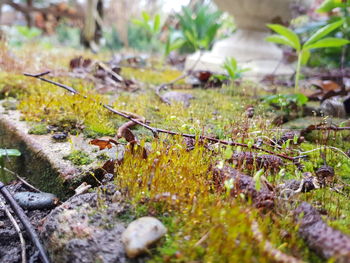 Close-up of ants on leaves