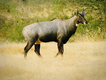 Cow on field