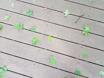 High angle view of flowering plant on wood