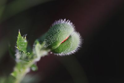 Close-up of flower bud