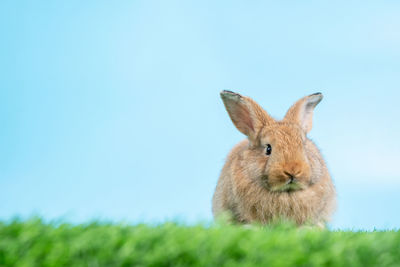 Portrait of rabbit on land