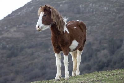 Pinto foal in the mountains of the cordillera del sueve in asturias