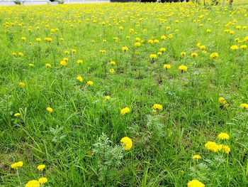 Yellow flowers blooming in field