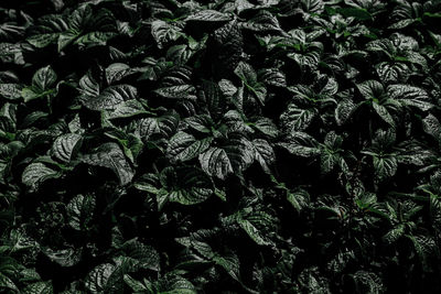 Full frame shot of green leaves