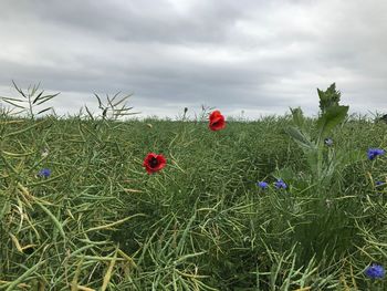 Poppies growing on field against sky