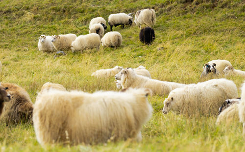 Sheep grazing in a field