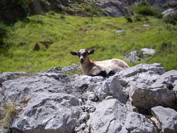 Goat standing on rock