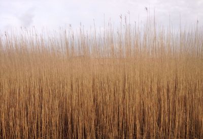 Close-up of reed growing in field