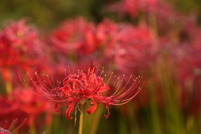 Close-up of red flower