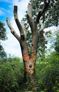 Low angle view of trees against sky