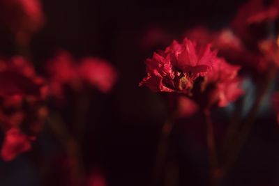 Close-up of red flowers