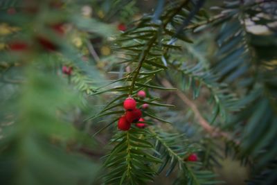 Close-up of berries on tree