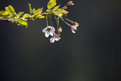 Close-up of white cherry blossoms in spring