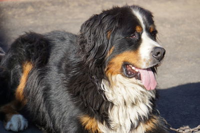 Close-up of dog looking away