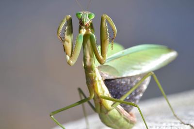 mantis