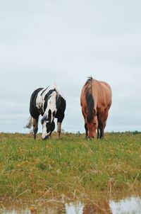 Cows on field against sky