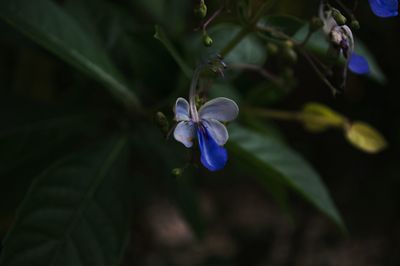 Close-up of iris blooming outdoors