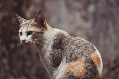 Close-up of a cat looking away