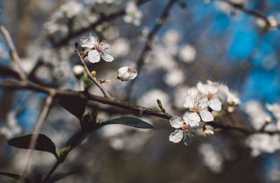 Close-up of cherry blossom