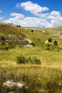 Scenic view of grassy field against sky