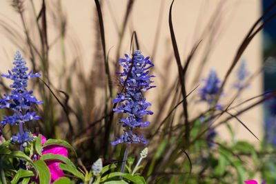 Close-up of purple flowering plants