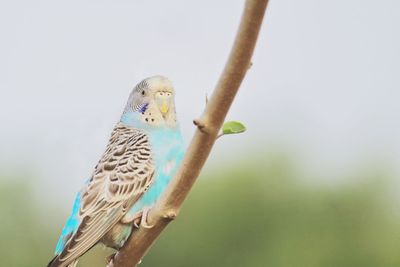 Close-up of parrot perching on tree