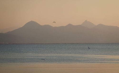 Seagulls flying over sea against sky