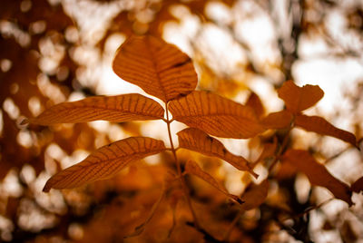 Close-up of dried leaves on plant