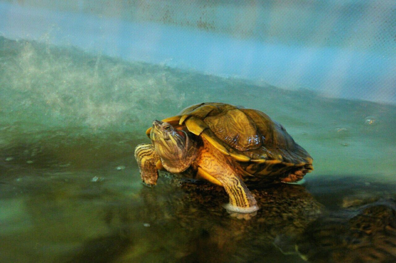 animal themes, animals in the wild, water, one animal, wildlife, swimming, lake, nature, waterfront, reflection, sea, sea life, beauty in nature, outdoors, day, zoology, turtle, high angle view, no people, two animals