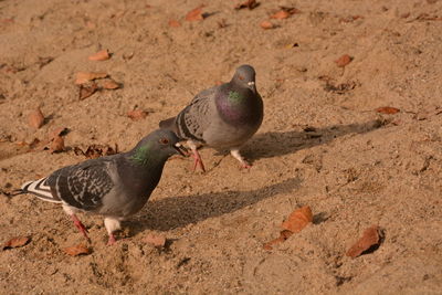 High angle view of pigeons on field