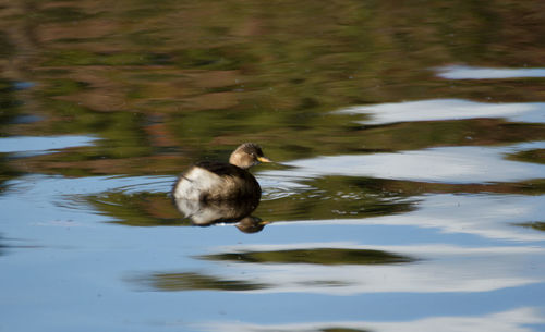 Duck swimming in lake