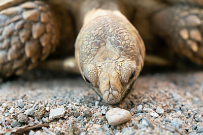 Close-up of snake on rock