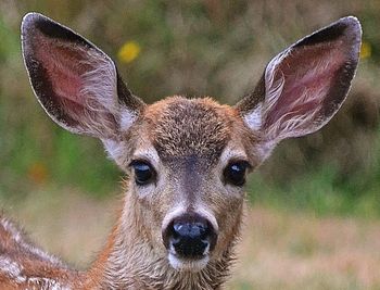 Close-up portrait of an animal