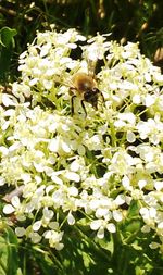 Close-up of bee on flowers