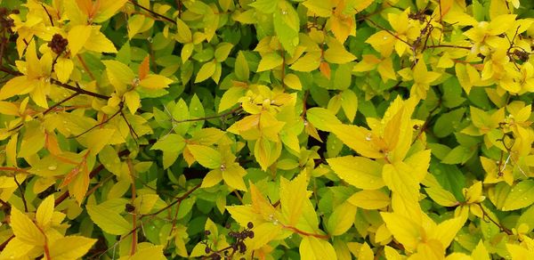 High angle view of yellow flowering plant leaves