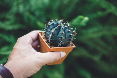 Cropped hand of woman holding potted cactus outdoors