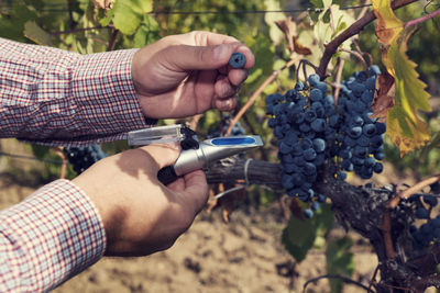Midsection of man holding grapes in vineyard