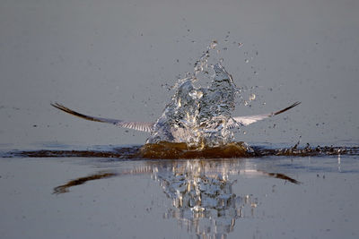 Caspian tern splashing water in lake