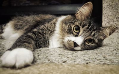 Close-up portrait of cat relaxing