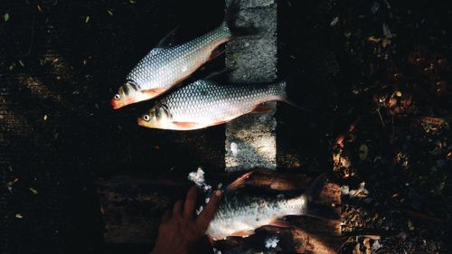 High angle view of fish swimming in sea